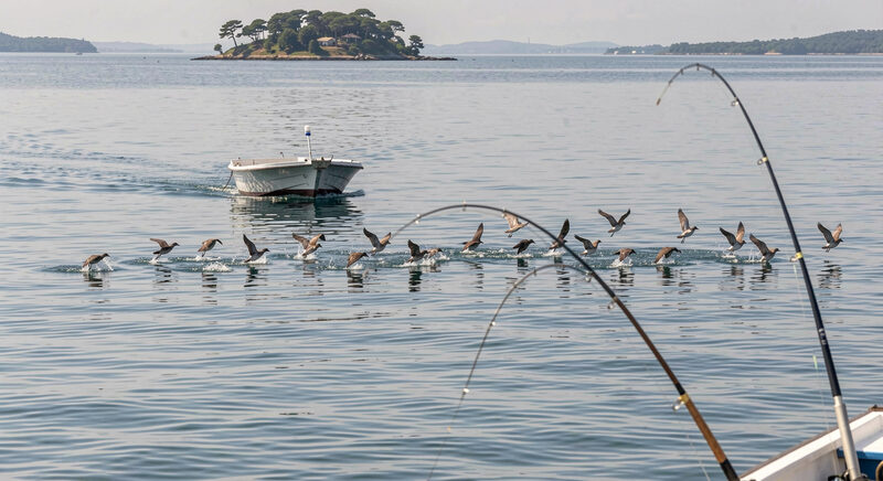 Birds diving over a surface blitz on calm bay water while a small boat approaches, rods bent in the foreground.